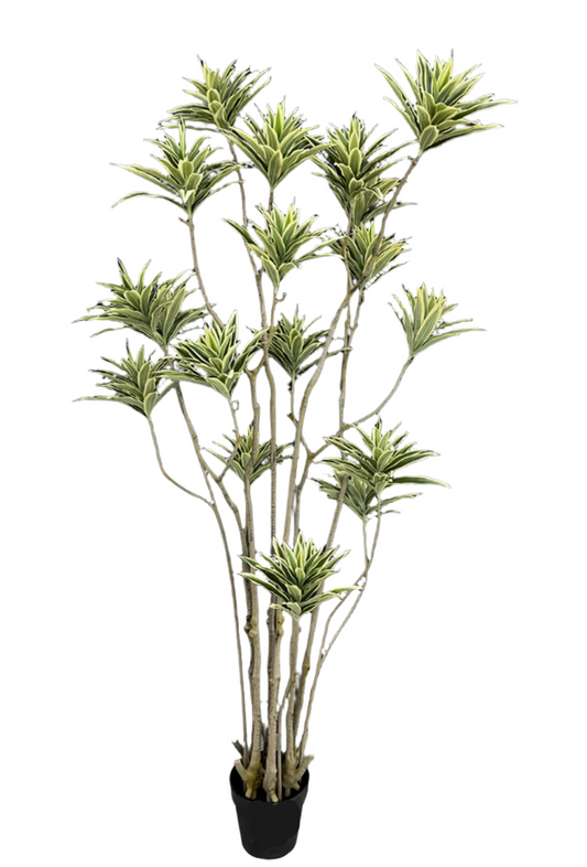 Artificial Dracaena reflexa Tree TL-0761-YL & TL-0757-YL