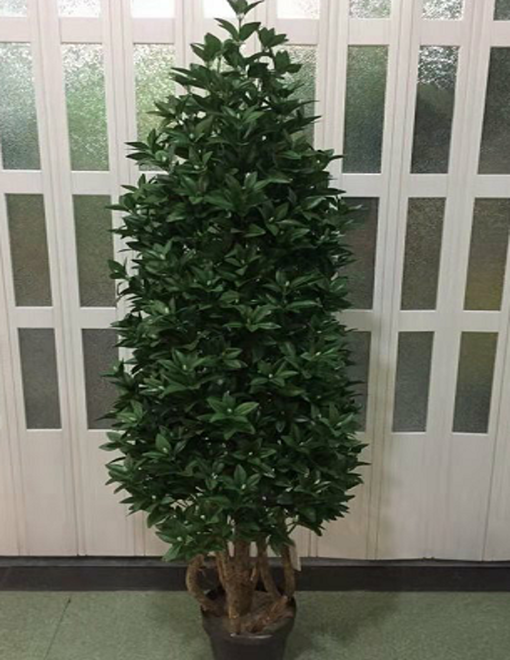 Orange Tree