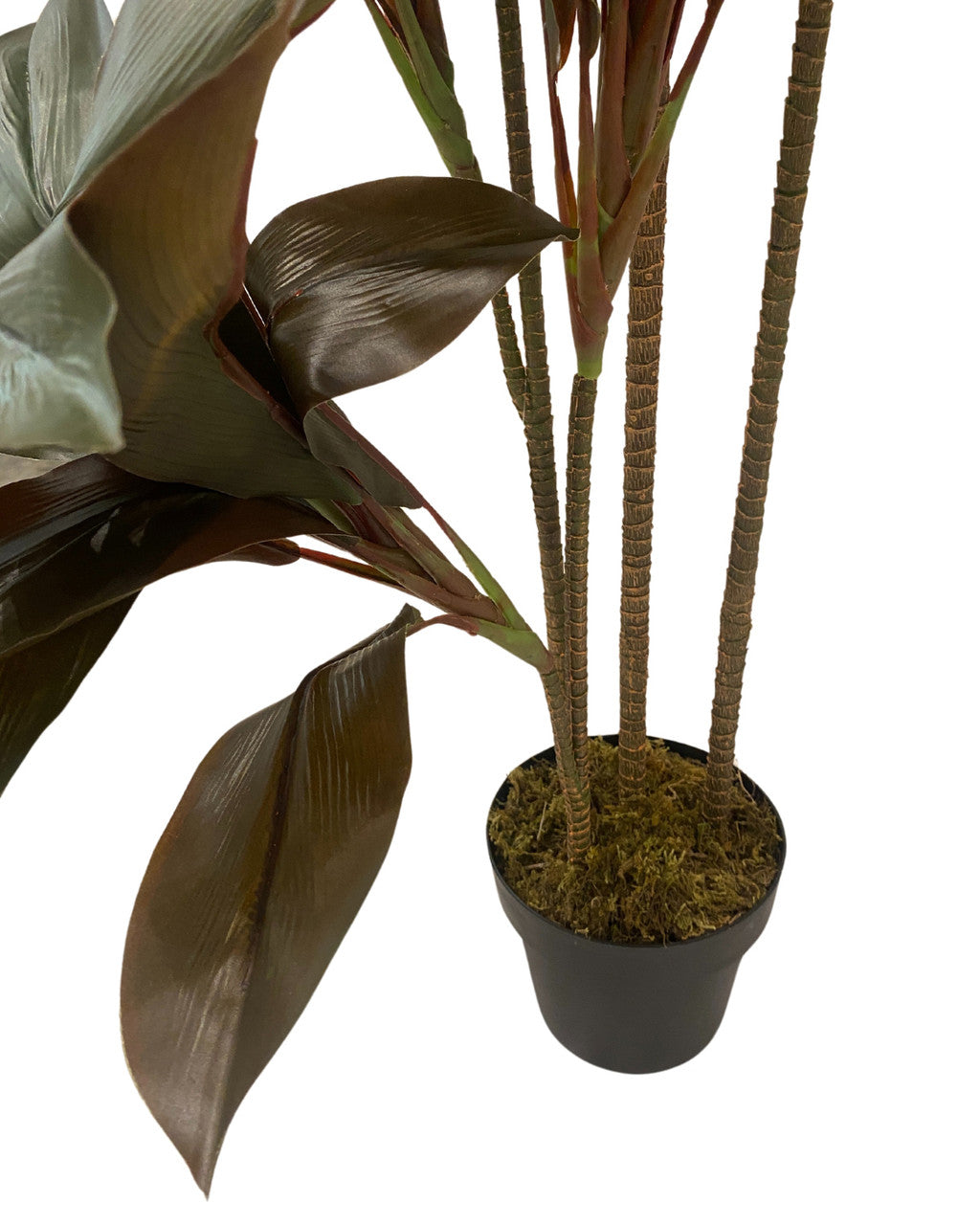 Cordyline Plants BJ